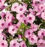 Šluotelinė floksa ‘Flame® Pro Soft Pink’ - Image 3