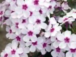 Šluotelinė floksa ‘Flame® White Eye’