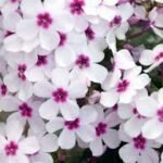 Šluotelinė floksa ‘Flame® White Eye’