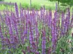 Miškinė šalavija ‘Amethyst’ - Image 2