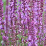 Miškinė šalavija ‘Amethyst’