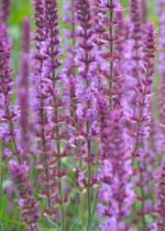 Miškinė šalavija ‘Amethyst’