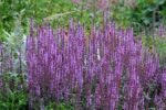 Miškinė šalavija ‘Amethyst’ - Image 3