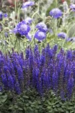Miškinė šalavija ‘Blue Bouquetta’ - Image 2