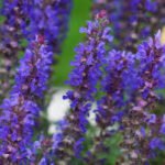 Miškinė šalavija ‘Blue Bouquetta’