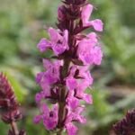 Miškinė šalavija ‘Caradonna Pink’
