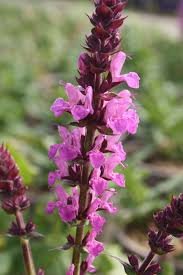 Miškinė šalavija ‘Caradonna Pink’