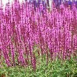 Miškinė šalavija ‘Caradonna Pink’ - Image 2