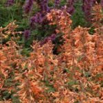 Agastache hybrida Mango Tango