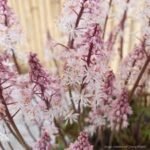 Mišri tiarella 'Angel Wings'