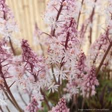 images (80) Mišri tiarella 'Angel Wings' - Image 1