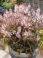 Mišri tiarella 'Angel Wings' - Image 2