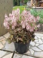 Mišri tiarella 'Angel Wings' - Image 3