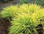 Aukso spalvos hakonechloa - Image 2