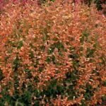 Agastache hybrida Mango Tango - Image 2
