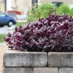 Violetinis princas miskantas ‘Purple Prince’ - Image 2