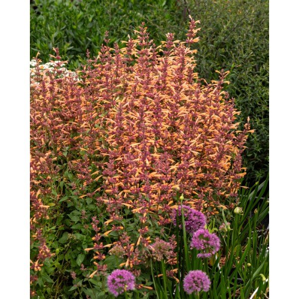 klosowiec-mango-tango-agastache Juodoji mekonopė ‘Black Negligee’ - Image 1